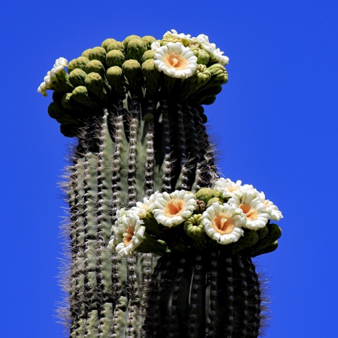 Saguaro Flowers
Rio Verde, AZ. Saguaro Flowers
Rio Verde, AZ.